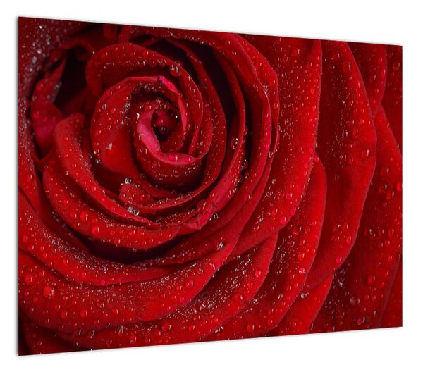 Obraz - szczegół róży (70x50 cm)