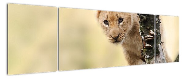 Obraz lwiątka (170x50 cm)