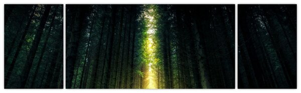 Obraz ciemnego lasu (170x50 cm)