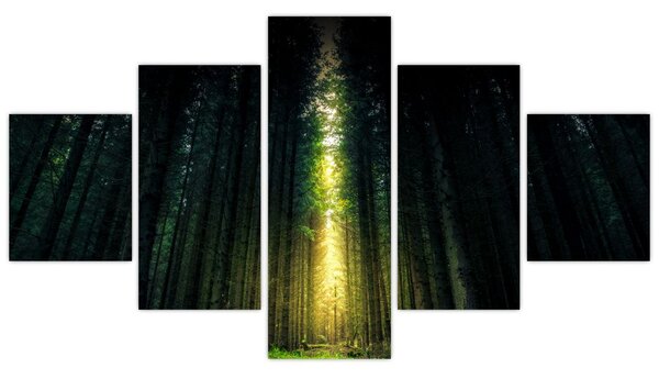Obraz ciemnego lasu (125x70 cm)