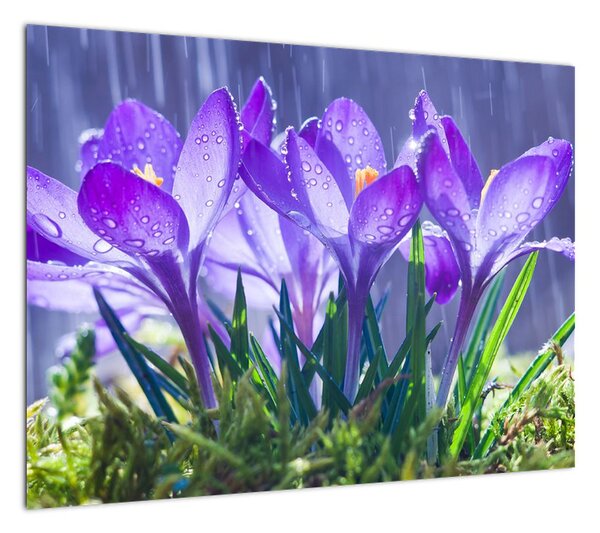Obraz kwiatów w deszczu (70x50 cm)