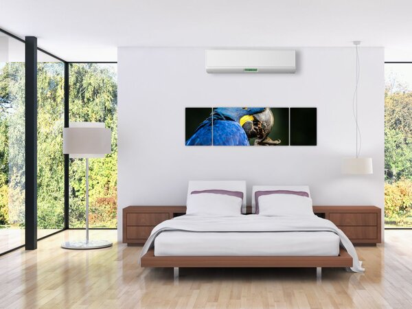 Obraz papugi (170x50 cm)