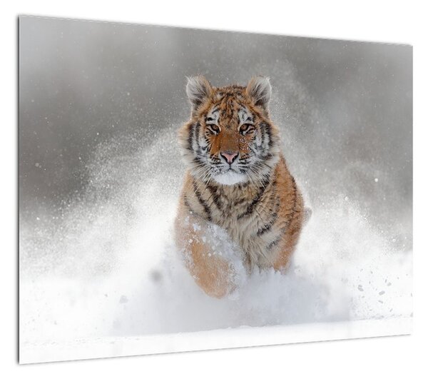 Obraz tygrysa biegnącego po śniegu (70x50 cm)
