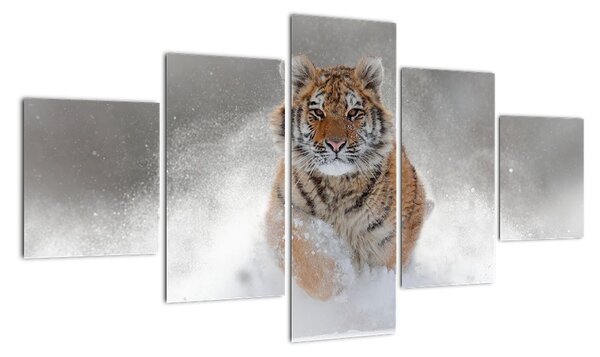 Obraz tygrysa biegnącego po śniegu (125x70 cm)