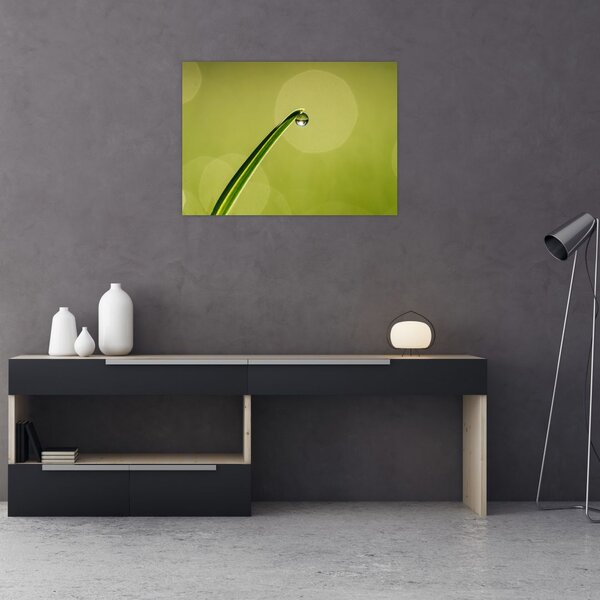 Obraz kropli wody na trawie (70x50 cm)