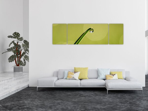 Obraz kropli wody na trawie (170x50 cm)