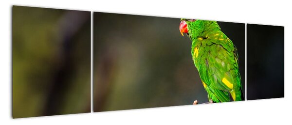 Obraz papugi na gałęzi (170x50 cm)