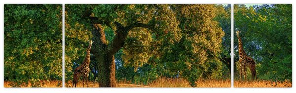 Obraz żyraf w naturze (170x50 cm)