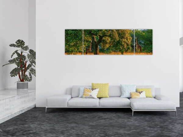 Obraz żyraf w naturze (170x50 cm)