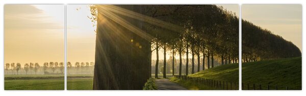 Obraz alei (170x50 cm)