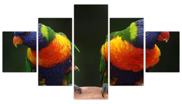Obraz papug (125x70 cm)