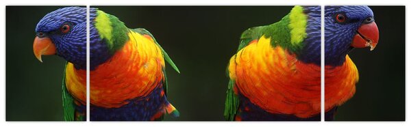 Obraz papug (170x50 cm)