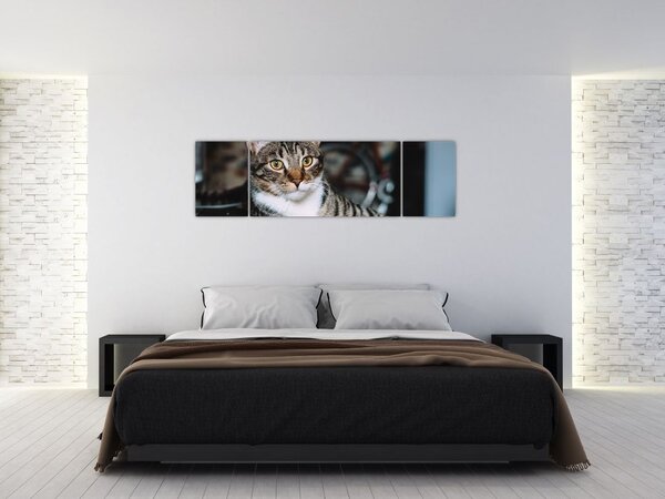 Obraz kota (170x50 cm)