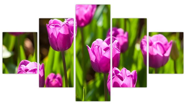 Obraz tulipanów na łące (125x70 cm)