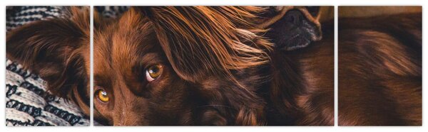 Obraz leżących psów (170x50 cm)