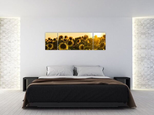 Obraz pola słoneczników (170x50 cm)