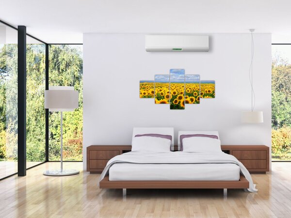 Obraz pola słoneczników (125x70 cm)
