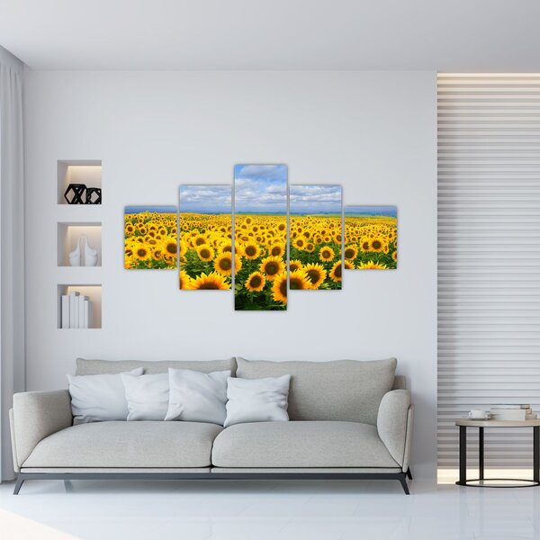 Obraz pola słoneczników (125x70 cm)
