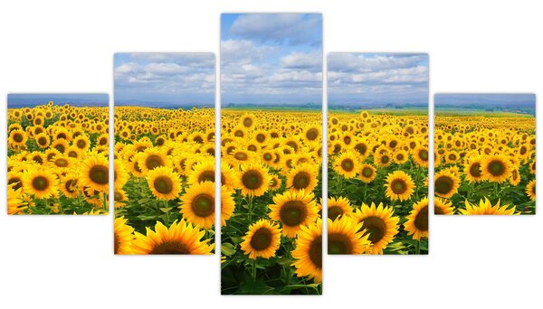 Obraz pola słoneczników (125x70 cm)