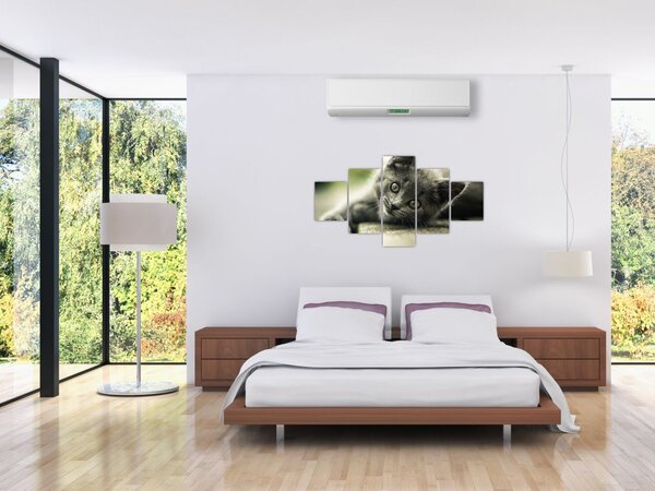 Obraz kotka (125x70 cm)
