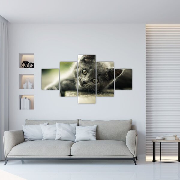 Obraz kotka (125x70 cm)