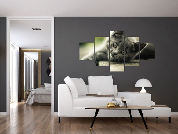 Obraz kotka (125x70 cm)