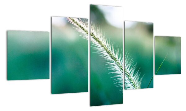 Obraz źdźbła trawy (125x70 cm)