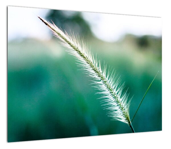Obraz źdźbła trawy (70x50 cm)