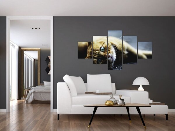 Obraz kota (125x70 cm)