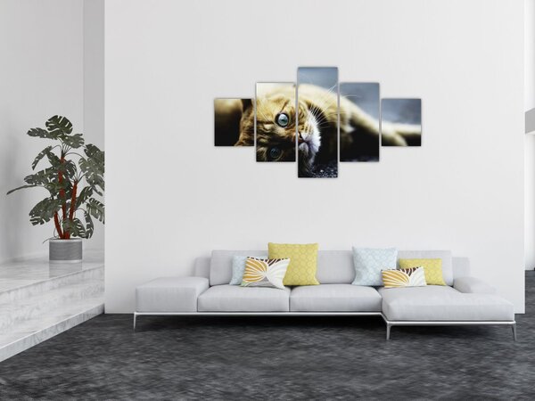 Obraz kota (125x70 cm)