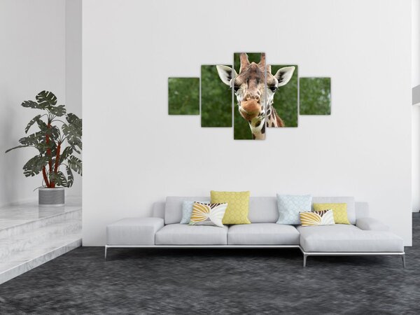 Obraz żyrafy (125x70 cm)