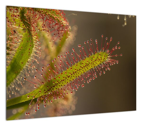 Obraz rośliny (70x50 cm)