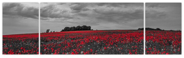 Obraz maków (170x50 cm)