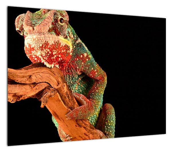 Obraz kameleona na gałęzi (70x50 cm)