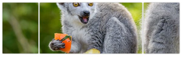 Obraz lemura (170x50 cm)