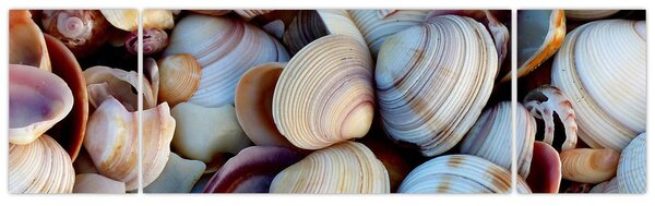 Obraz muszelek (170x50 cm)