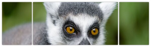 Obraz lemura (170x50 cm)