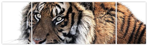 Obraz tygrysa (170x50 cm)