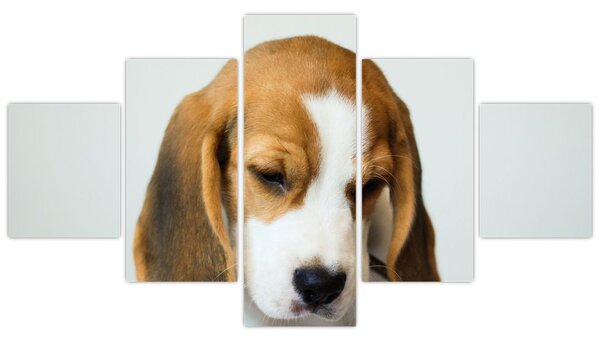 Obraz Beagle (125x70 cm)