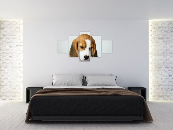 Obraz Beagle (125x70 cm)