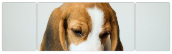 Obraz Beagle (170x50 cm)