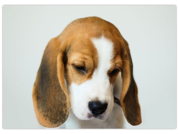 Obraz Beagle (70x50 cm)