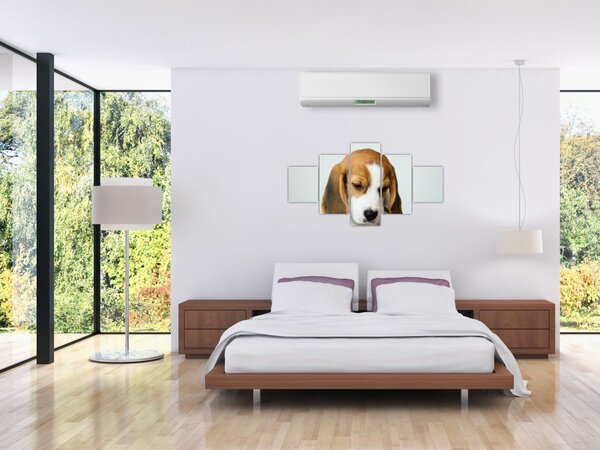 Obraz Beagle (125x70 cm)
