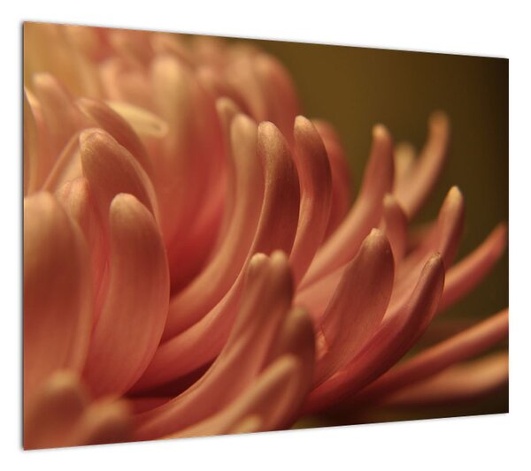 Obraz szczegółów kwiatu (70x50 cm)
