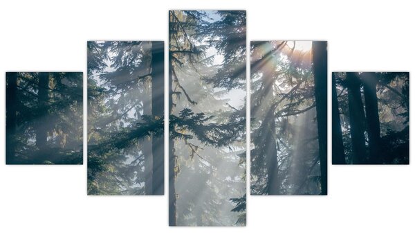 Obraz drzew, przez które prześwieca słońce (125x70 cm)