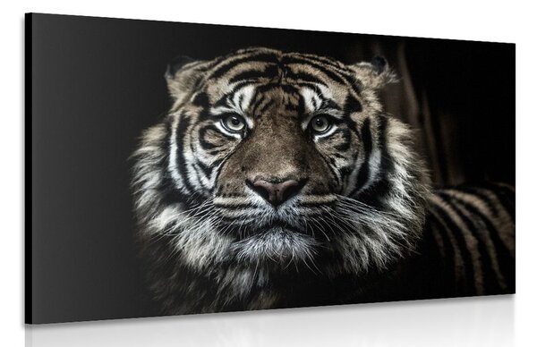 Obraz tygrys