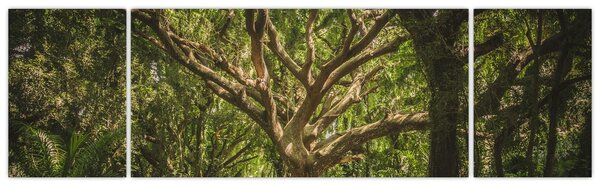 Obraz drzewa (170x50 cm)