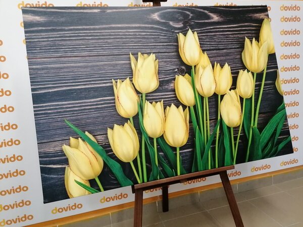 Obraz urocze żółte tulipany na drewnianym tle