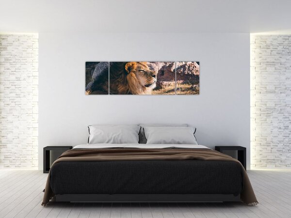 Obraz leżącego lwa (170x50 cm)