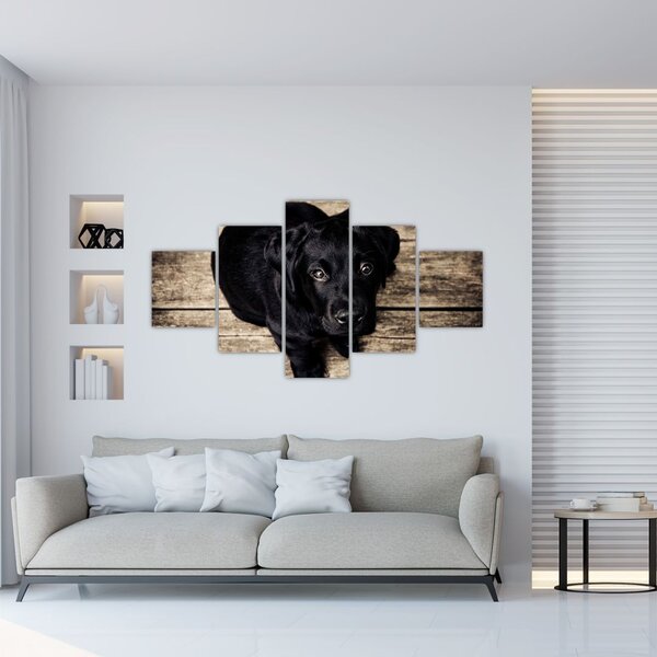 Obraz czarnego szczeniaka (125x70 cm)